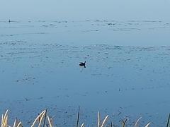 Podilymbus podiceps