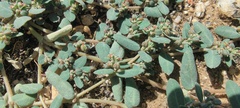 Euphorbia abramsiana