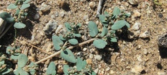 Euphorbia abramsiana