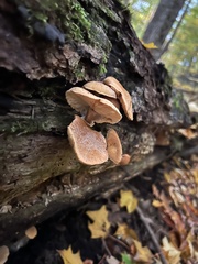 Cystoderma granosum