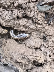 Desmognathus ochrophaeus