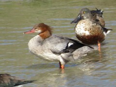 Mergus merganser americanus
