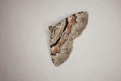 Xanthorhoe packardata