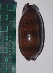 Macrocypraea cervinetta