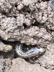 Desmognathus ochrophaeus