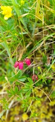 Daboecia azorica