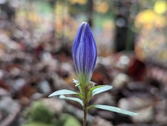 Gentiana