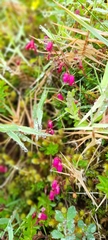 Daboecia azorica