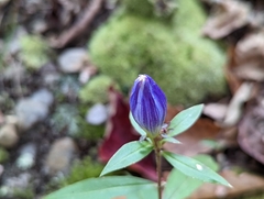 Gentiana