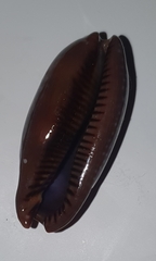 Macrocypraea cervinetta