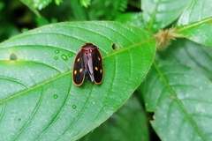 Iphirhina