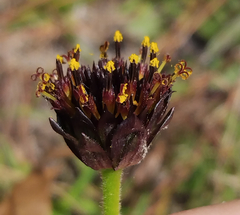 Helianthus radula