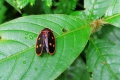 Iphirhina