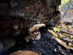 Cystoderma granosum