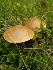 Meottomyces dissimulans