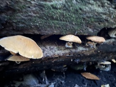 Cystoderma granosum