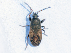 Megalonotus sabulicola