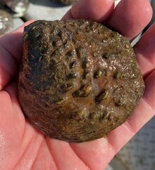 Cyclonaias tuberculata