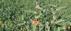 Sphaeralcea angustifolia