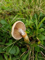 Meottomyces dissimulans