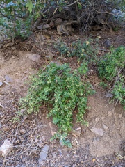 Brickellia grandiflora