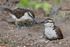 Campylorhynchus griseus