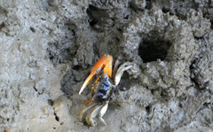 Tubuca coarctata