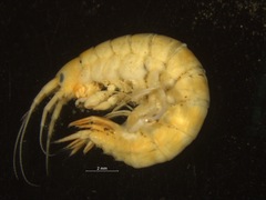 Gammarus setosus