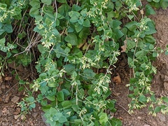 Brickellia grandiflora