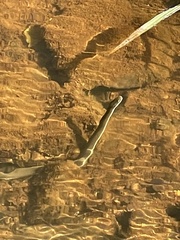 Regina septemvittata