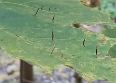 Vasates aceriscrumena