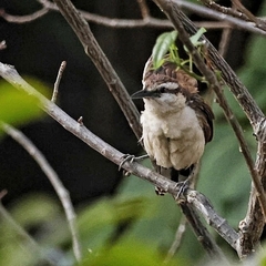 Campylorhynchus griseus