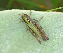 Omocestus haemorrhoidalis