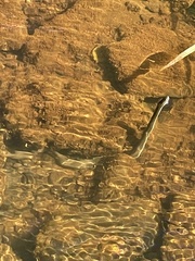 Regina septemvittata