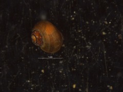 Lacuninae