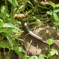 Mabuya dominicana