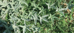 Cucurbita palmata