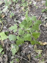 Clematis drummondii
