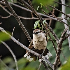 Campylorhynchus griseus