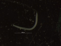 Nematoda