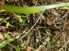 Regina septemvittata