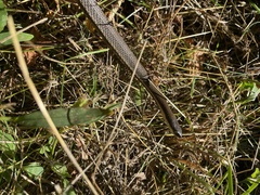 Regina septemvittata