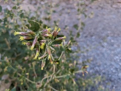 Brickellia grandiflora