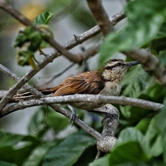 Campylorhynchus griseus