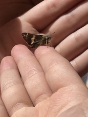 Atalopedes mesogramma