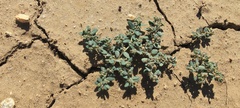 Euphorbia abramsiana