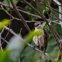 Campylorhynchus griseus