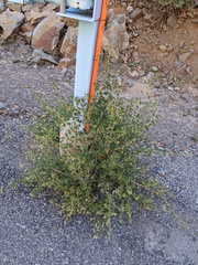 Brickellia grandiflora