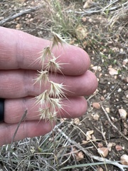 Bouteloua rigidiseta