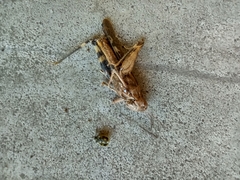 Oedipodinae